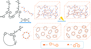 Graphical abstract: Photo-responsive gels based on cyclic/linear polymers: efficient synthesis and properties