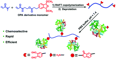 Graphical abstract: Synthesis of an ortho-phthalaldehyde-functionalized copolymer for rapid, chemoselective and efficient conjugation with native proteins under physiological conditions