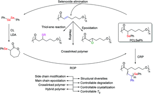 Graphical abstract: The functionalization of poly(ε-caprolactone) as a versatile platform using ε-(α-phenylseleno) caprolactone as a monomer