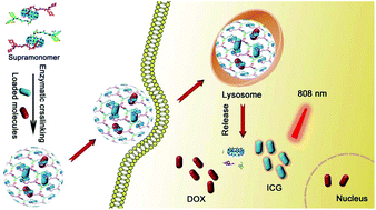 Graphical abstract: Supramolecular polymer nanocapsules by enzymatic covalent condensation: biocompatible and biodegradable drug-delivery systems for chemo-photothermal anticancer therapy