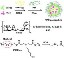 Graphical abstract: Reactive oxygen species-responsive nanoparticles based on a thioketal-containing poly(β-amino ester) for combining photothermal/photodynamic therapy and chemotherapy