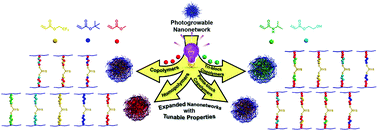 Graphical abstract: Nanonetwork photogrowth expansion: Tailoring nanoparticle networks’ chemical structure and local topology