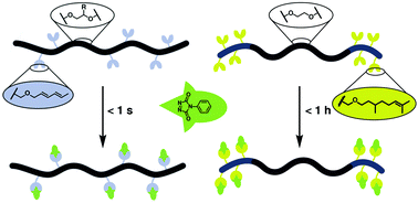 Graphical abstract: Multi-olefin containing polyethers and triazolinediones: a powerful alliance