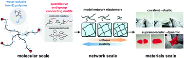 Graphical abstract: Bottom-up design of model network elastomers and hydrogels from precise star polymers