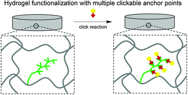 Graphical abstract: Hydrogels with multiple clickable anchor points: synthesis and characterization of poly(furfuryl glycidyl ether)-block-poly(ethylene glycol) macromonomers