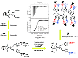 Graphical abstract: Synthesis of well-defined glycopolymers with highly ordered sugar units in the side chain via combining CuAAC reaction and ROMP: lectin interaction study in homo- and hetero-glycopolymers