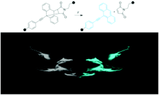Graphical abstract: Fractography of poly(N-isopropylacrylamide) hydrogel networks crosslinked with mechanofluorophores using confocal laser scanning microscopy