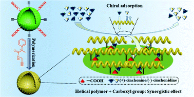 Graphical abstract: Chiral helical substituted polyacetylene grafted on hollow polymer particles: preparation and enantioselective adsorption towards cinchona alkaloids
