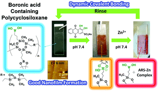 Graphical abstract: Cyclosiloxane polymer bearing dynamic boronic acid: synthesis and bottom-up nanocoating