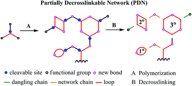 Graphical abstract: Direct characterization of a polymer network through its retainable units