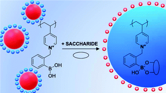 Graphical abstract: Charge reversal and swelling in saccharide binding polyzwitterionic phenylboronic acid-modified poly(4-vinylpyridine) nanoparticles