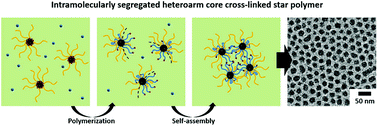 Graphical abstract: Synthetic route-dependent intramolecular segregation in heteroarm core cross-linked star polymers as Janus-like nanoobjects