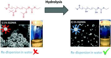 Graphical abstract: Hydrocarbon based stabilisers for the synthesis of cross-linked poly(2-hydroxyethyl methacrylate) particles in supercritical carbon dioxide