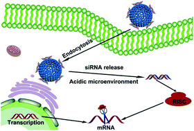 Graphical abstract: Cucurbit[8]uril-based supramolecular polymer nanocapsules as an effective siRNA delivery platform for gene therapy