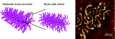 Graphical abstract: Synthesis and visualization of molecular brush-on-brush based hierarchically branched structures