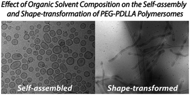 Graphical abstract: Investigating the self-assembly and shape transformation of poly(ethylene glycol)-b-poly(d,l-lactide) (PEG-PDLLA) polymersomes by tailoring solvent-polymer interactions