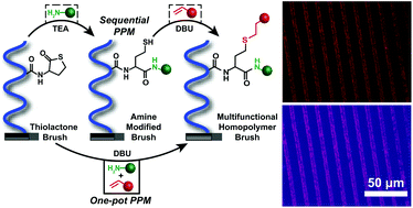 Graphical abstract: Sequential and one-pot post-polymerization modification reactions of thiolactone-containing polymer brushes