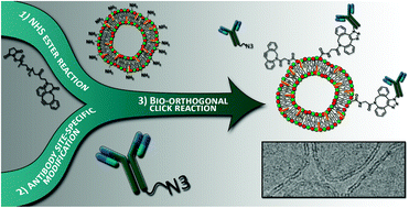 Graphical abstract: A bio-orthogonal functionalization strategy for site-specific coupling of antibodies on vesicle surfaces after self-assembly