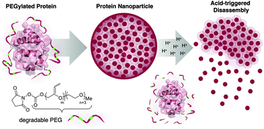 Graphical abstract: pH-Responsive protein nanoparticles via conjugation of degradable PEG to the surface of cytochrome c