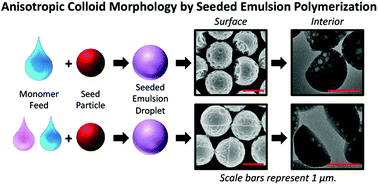 Graphical abstract: Probing the morphology evolution of chemically anisotropic colloids prepared by homopolymerization- and copolymerization-induced phase separation