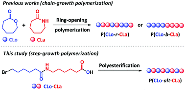 Graphical abstract: Copolymers of ε-caprolactone and ε-caprolactam via polyesterification: towards sequence-controlled poly(ester amide)s