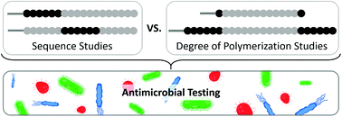 Graphical abstract: Elucidating the effect of sequence and degree of polymerization on antimicrobial properties for block copolymers