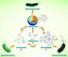 Graphical abstract: Self-assembling morphology-tunable single-component supramolecular antibiotics for enhanced antibacterial manipulation