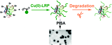 Graphical abstract: Synthesis of lipase–polymer conjugates by Cu(0)-mediated reversible deactivation radical polymerization: polymerization vs. degradation