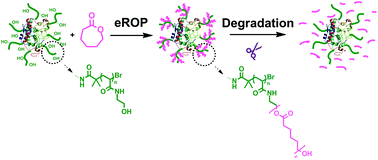 Graphical abstract: Synthesis of biodegradable protein–poly(ε-caprolactone) conjugates via enzymatic ring opening polymerization