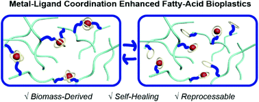 Graphical abstract: A facile approach to thermomechanically enhanced fatty acid-containing bioplastics using metal–ligand coordination
