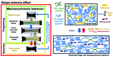 Graphical abstract: Color and shape reversible, recoverable and repeatable mechanochromic shape memory polycaprolactone: a single material with dual functions