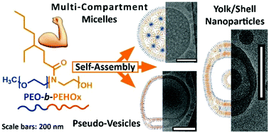 Graphical abstract: Synthesis and complex self-assembly of amphiphilic block copolymers with a branched hydrophobic poly(2-oxazoline) into multicompartment micelles, pseudo-vesicles and yolk/shell nanoparticles