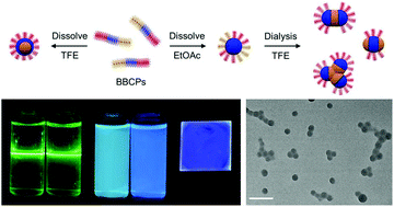 Graphical abstract: Self-assembly of luminescent triblock bottlebrush copolymers in solution