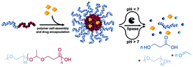 Graphical abstract: Amphiphilic poly(esteracetal)s as dual pH- and enzyme-responsive micellar immunodrug delivery systems