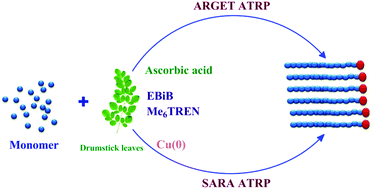 Graphical abstract: Natural catalyst mediated ARGET and SARA ATRP of N-isopropylacrylamide and methyl acrylate