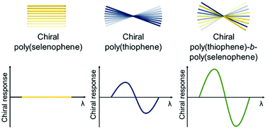 Graphical abstract: Chiral expression of co-crystallizing poly(thiophene)-block-poly(selenophene) copolymers