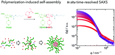 Graphical abstract: Unraveling the kinetics of the structural development during polymerization-induced self-assembly: decoupling the polymerization and the micelle structure