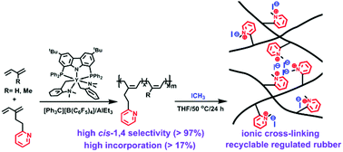 Graphical abstract: Highly selective cis-1,4 copolymerization of dienes with polar 2-(3-methylidenepent-4-en-1-yl) pyridine: an approach for recyclable elastomers