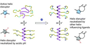 Graphical abstract: Manipulating the helix–coil transition profile of synthetic polypeptides by leveraging side-chain molecular interactions