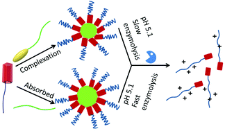 Graphical abstract: Degradable polycaprolactone nanoparticles stabilized via supramolecular host–guest interactions with pH-responsive polymer-pillar[5]arene conjugates