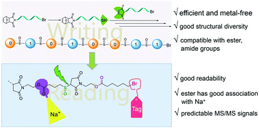 Graphical abstract: Engineering digital polymer based on thiol–maleimide Michael coupling toward effective writing and reading
