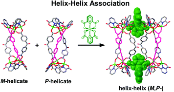 Graphical abstract: Coordinative helix–helix association of heteroleptic metallosupramolecular helicates