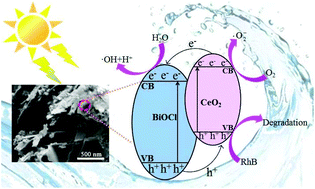 Graphical abstract: One-step co-precipitation synthesis of novel BiOCl/CeO2 composites with enhanced photodegradation of rhodamine B