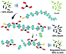 Graphical abstract: Antibacterial supramolecular polymers constructed via self-sorting: promoting antibacterial performance and controllable degradation