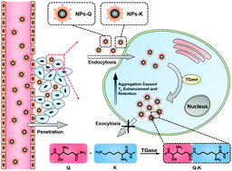 Graphical abstract: TGase-induced intracellular aggregation of Fe3O4 nanoparticles for increased retention and enhanced T2 MRI