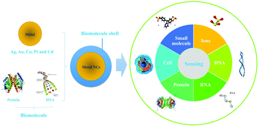 Graphical abstract: Biomolecule-assisted synthesis and functionality of metal nanoclusters for biological sensing: a review