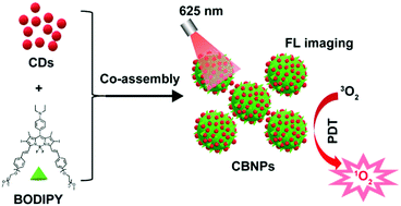 Graphical abstract: BODIPY@carbon dot nanocomposites for enhanced photodynamic activity