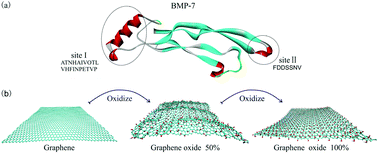 Graphical abstract: Atomistic understanding of interfacial interactions between bone morphogenetic protein-7 and graphene with different oxidation degrees