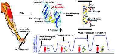 Graphical abstract: A titin inspired stress-memory polymer acts as a muscle
