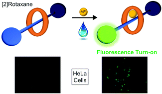 Graphical abstract: Water-compatible fluorescent [2]rotaxanes for Au3+ detection and bioimaging